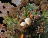 Eggs and Acorns *