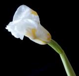 Afterlife of an Iris *