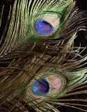 Peacock Feathers (*)