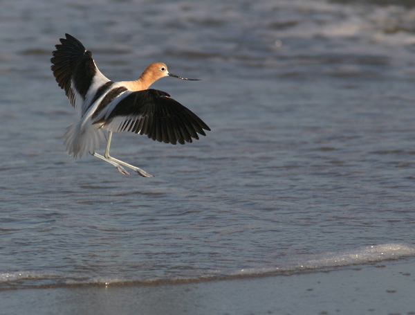 Landing Gear Down* by Jeff Hall