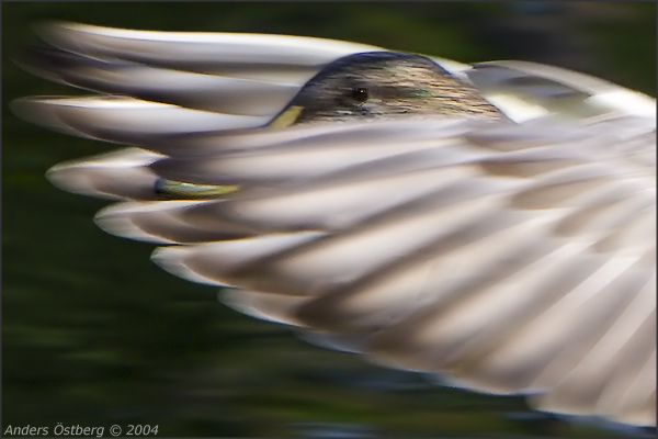 Angel wings *<br><b>8th Place</b>