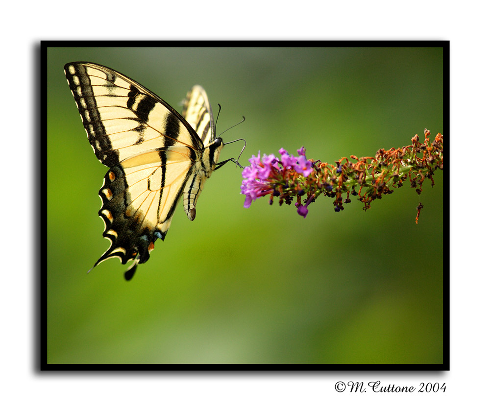 <b>Fly butterfly Fly *</b><br><i>by Mike C