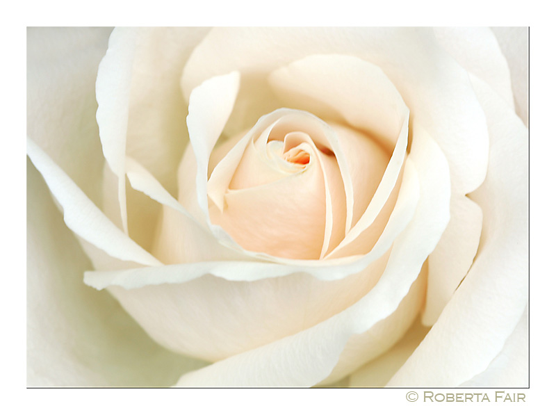 Peach Rose