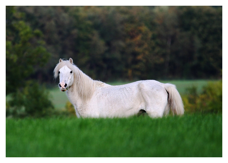 Horseplay *