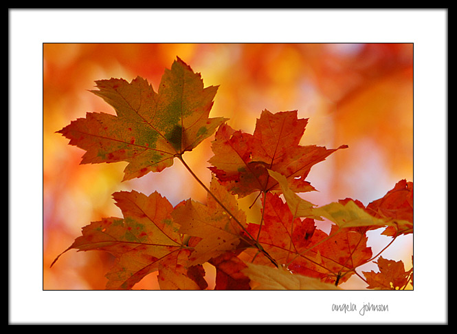 <b>10th Place</b><br><i> Warmth <br>by Angela Johnson</i>