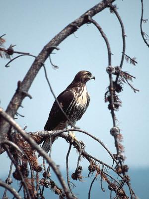 Young Redtail Hawk in Yellowstone