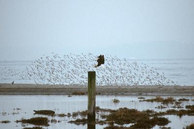 Lunch Crowd, Useless Bay, Whidbey Is.