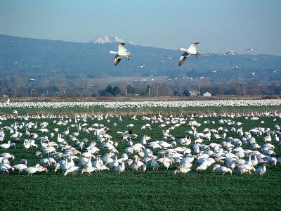 Snow Geese, Skagit Vally, WA