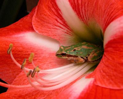 Being Green