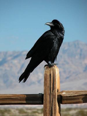 Death Valley Raven