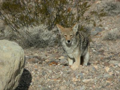 Desert Coyote, Winter, Death Valley
