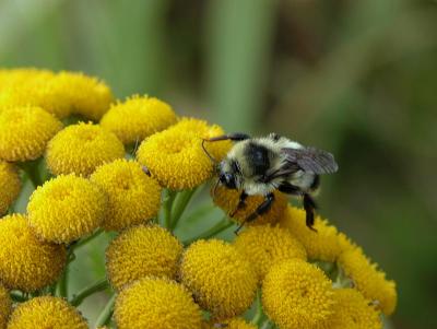 Bee 1