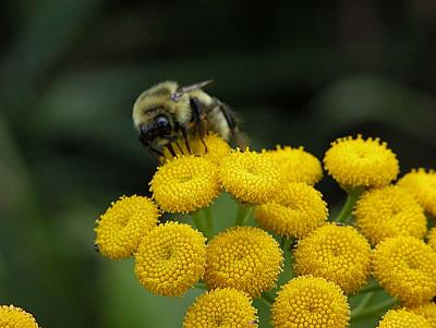 Bee 3