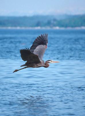 Great Blue Flight
