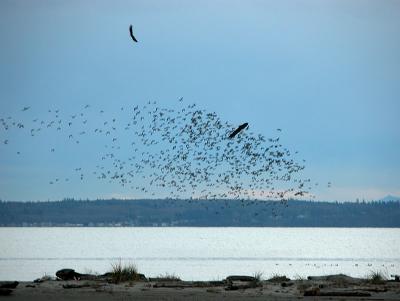 Spooking the flock
