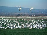 Snow Geese, Skagit Vally, WA