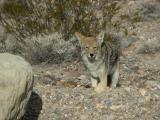 Desert Coyote, Winter, Death Valley