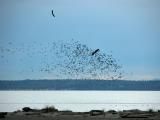 Spooking the flock