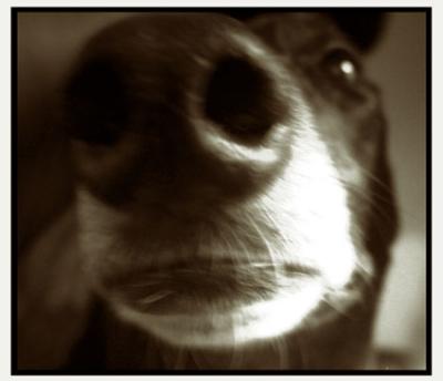 jet-the-dog