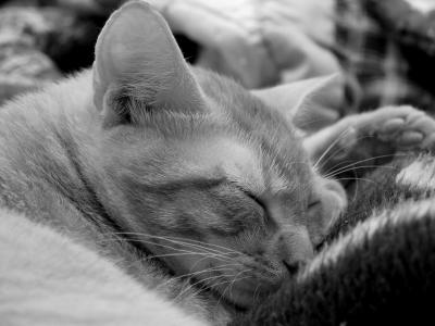 Autumn nappin'