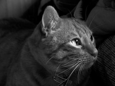 Binx