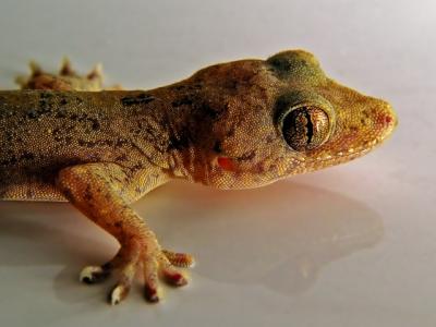 Our Kitchen Gecko