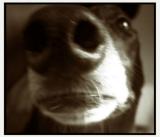 jet-the-dog