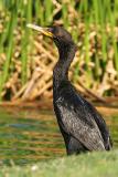 Wet Cormorant*