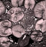 Pond Lily *