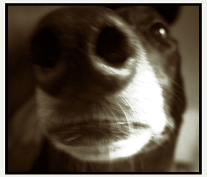 jet-the-dog