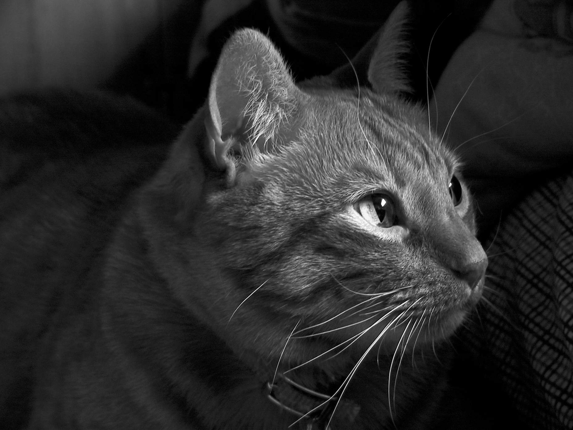 Binx