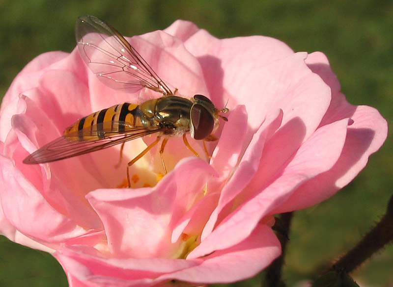 Fly in pink rose
