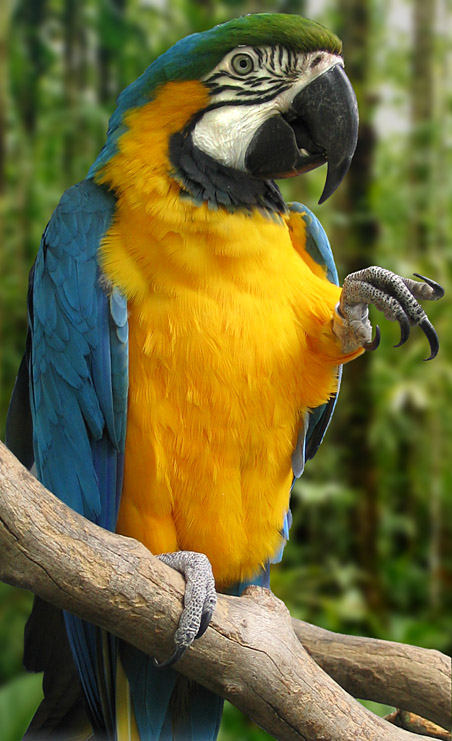 Parrot in the Jungle