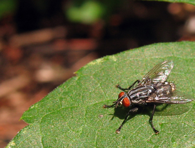 A Fly*