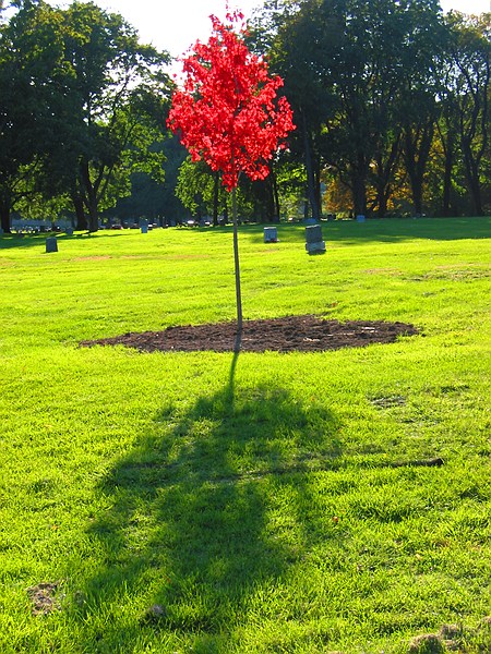 fall