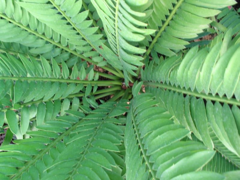 E. altensteinii Pic 3