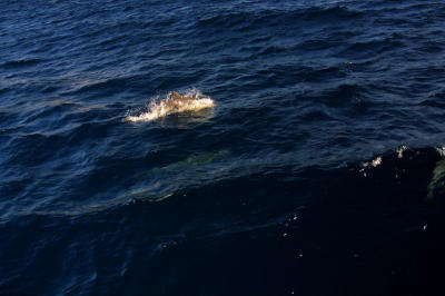 CRW_3308.jpg