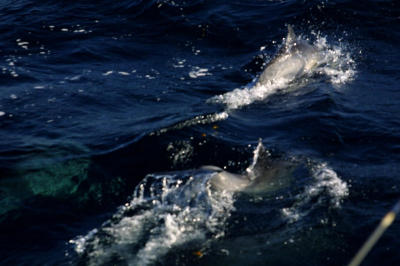 CRW_3317.jpg
