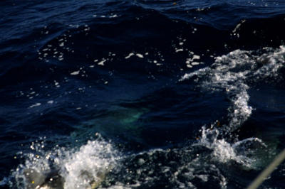 CRW_3318.jpg