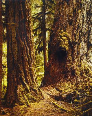Douglas Fir, Cathedral Grove, Vancouver Island
