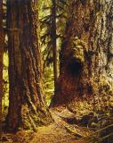 Douglas Fir, Cathedral Grove, Vancouver Island
