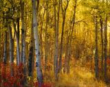 Aspens near Grande Prairie, Alberta