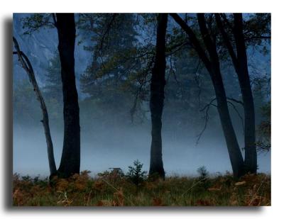 Oak, Meadows, Mist