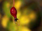 Berry