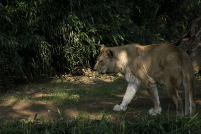 Big Cats