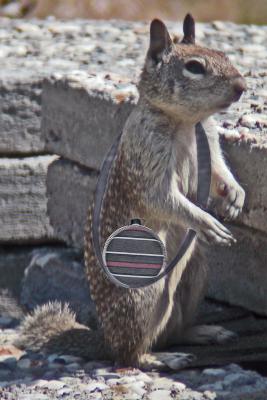 u6/dazzy/medium/32702295.GroundSquirrel.jpg