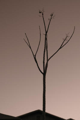 bakyard tree.jpg