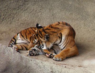 Indo-Chinese tiger Cincinnati Zoo