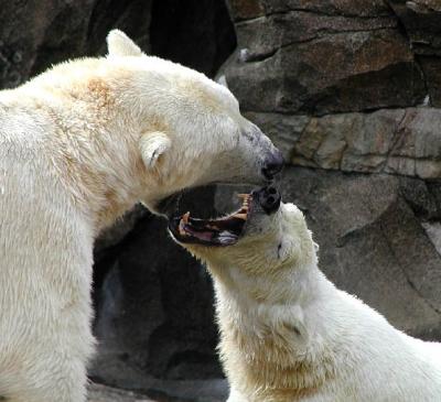 polar bear spat Cincinnati Zoo
