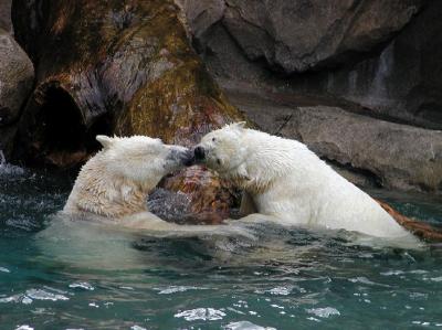 polar bear water spat Cincinnati Zoo